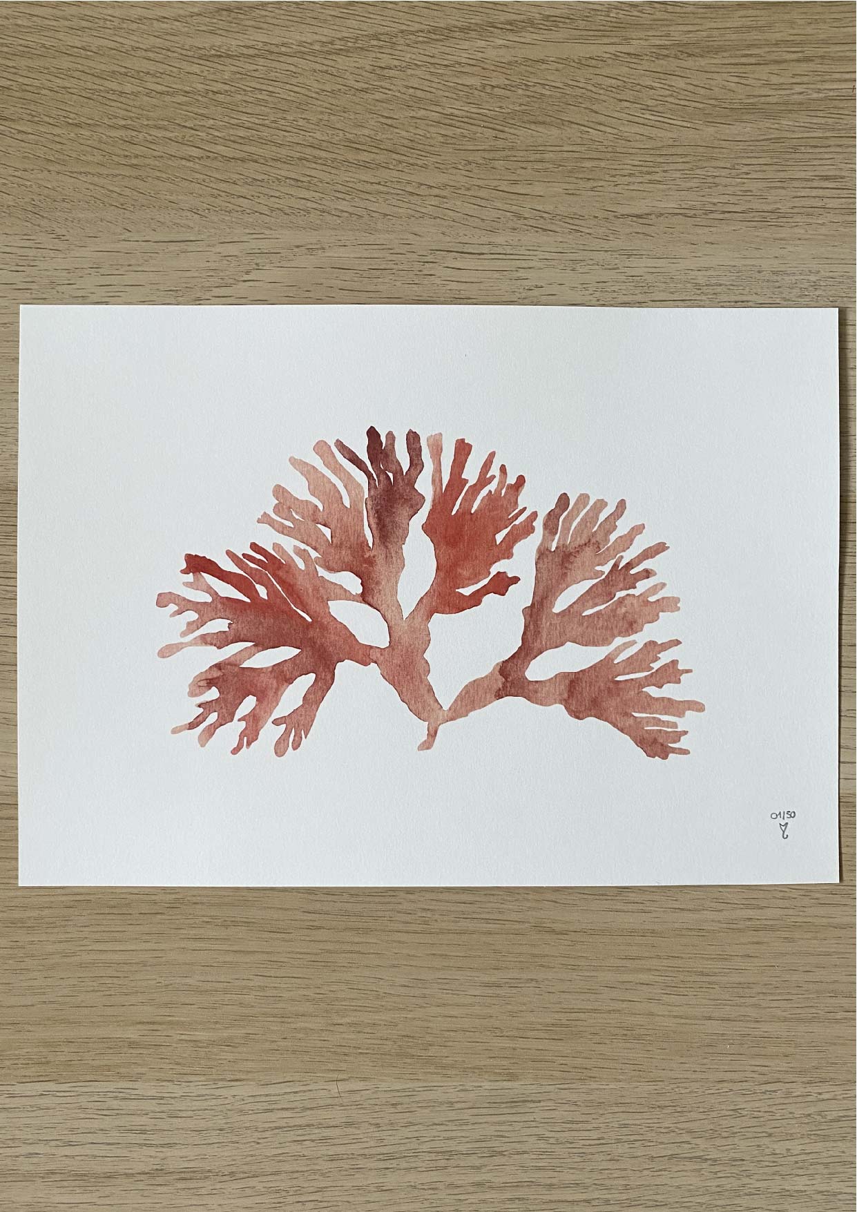 L'algue