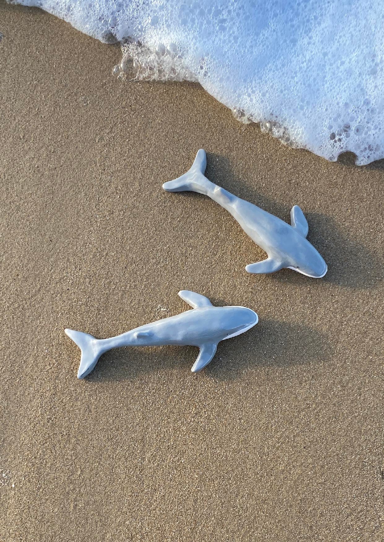 Le rorqual commun